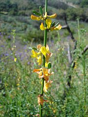 lotus scoparius